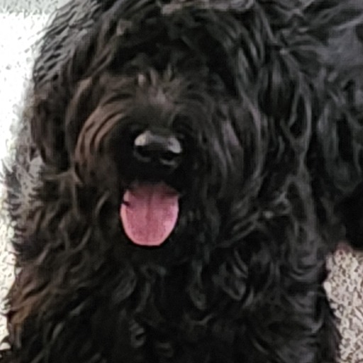 logo of Beco | The Giant Schnauzer GPT on the GPT Store
