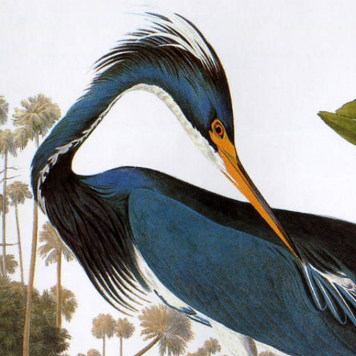 logo of Birding Companion on the GPT Store