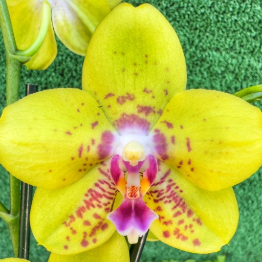 logo of Phalaenopsis Guru on the GPT Store